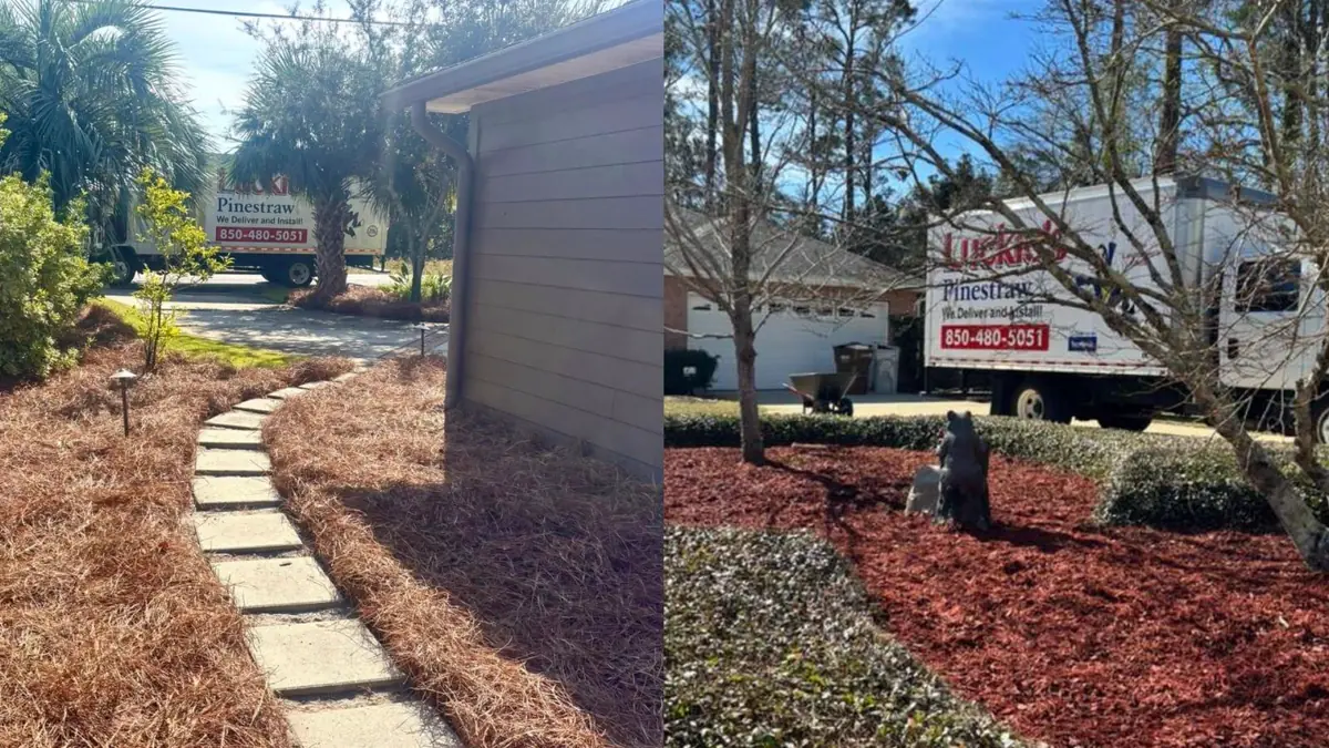 Two bed finishes compared Natural tan straw on the left, dyed red on the right, company truck in both