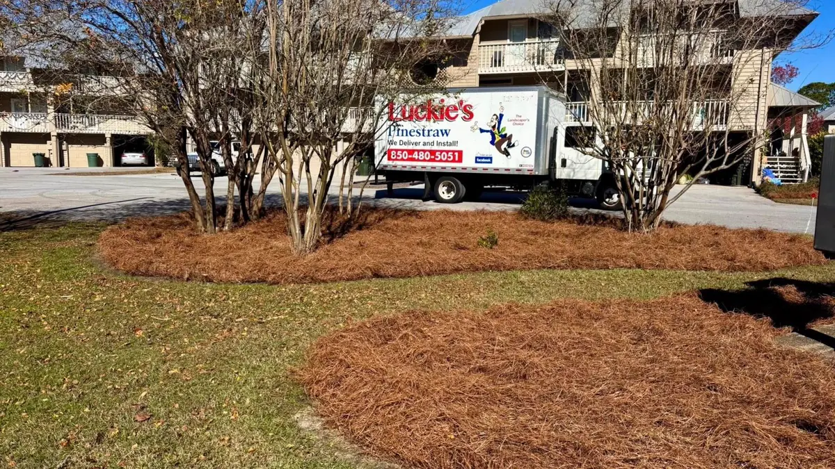Freshly finished beds and the truck Crisp curved bed edges around crape myrtles, Luckie's Pinestraw truck parked at the curb