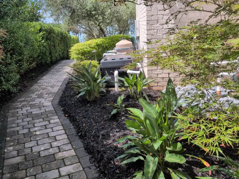 Mulch installation in Perdido Fresh black mulch spread along a paver walkway — mulch installation for Perdido, FL