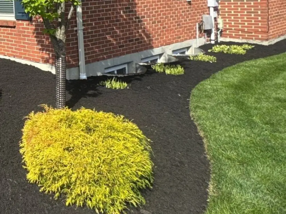 Deep black mulch running along a brick foundation past a bright golden cypress shrub — Luckie's Pinestraw, Perdido and the Gulf Coast