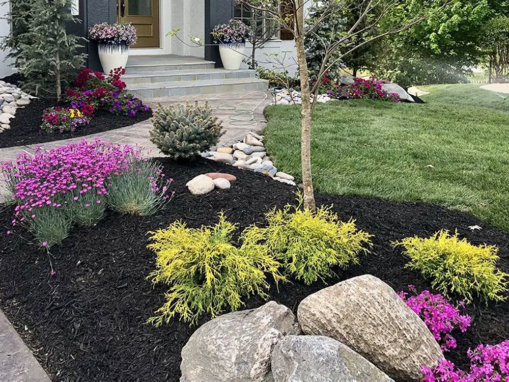 Black mulch surrounding gold cypress shrubs and purple blooms at a home's front entry — pine straw and mulch installation for Cantonment, FL properties