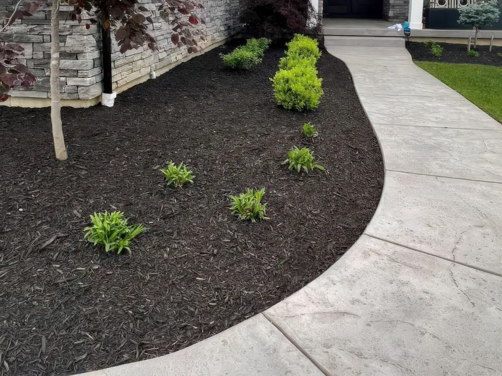 Crisp mulch edge curving tight along a stamped concrete walkway after a fresh install — pine straw and mulch installation for Perdido, FL properties