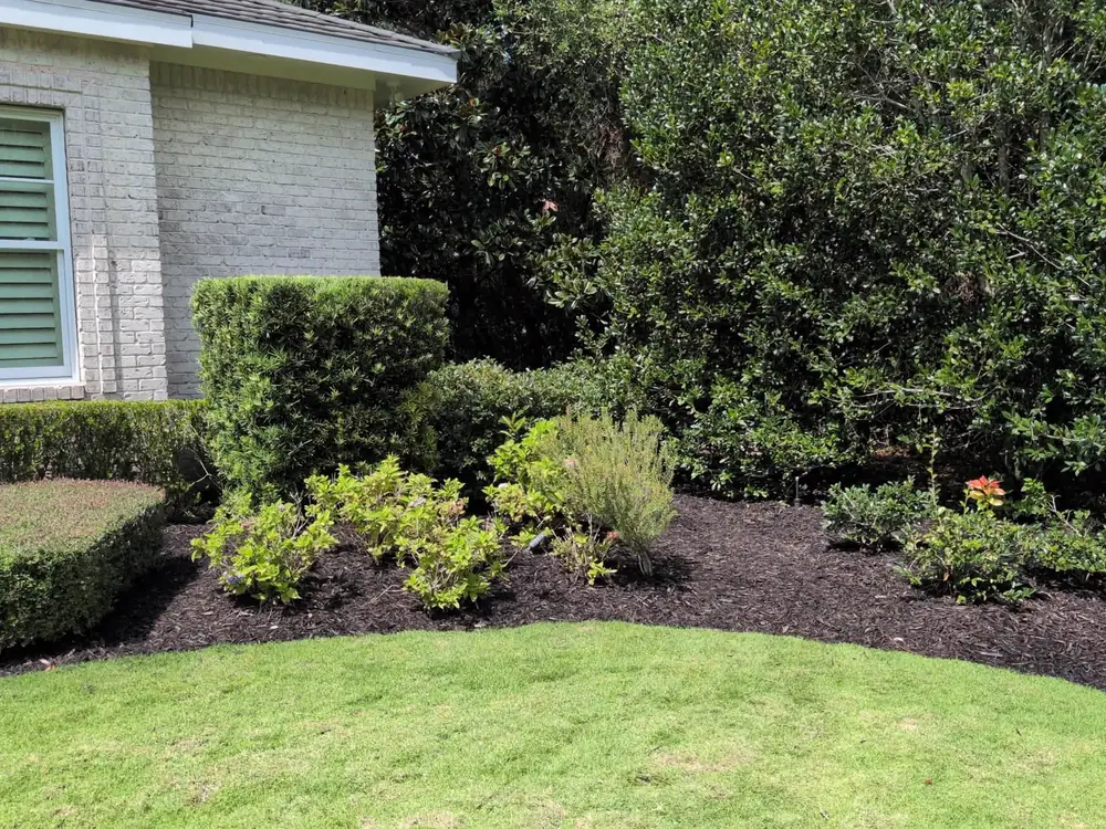 Luckie's Pinestraw mulch installation edging a foundation bed of azaleas beside a clipped hedge — Gulf Breeze and the wider Gulf Coast