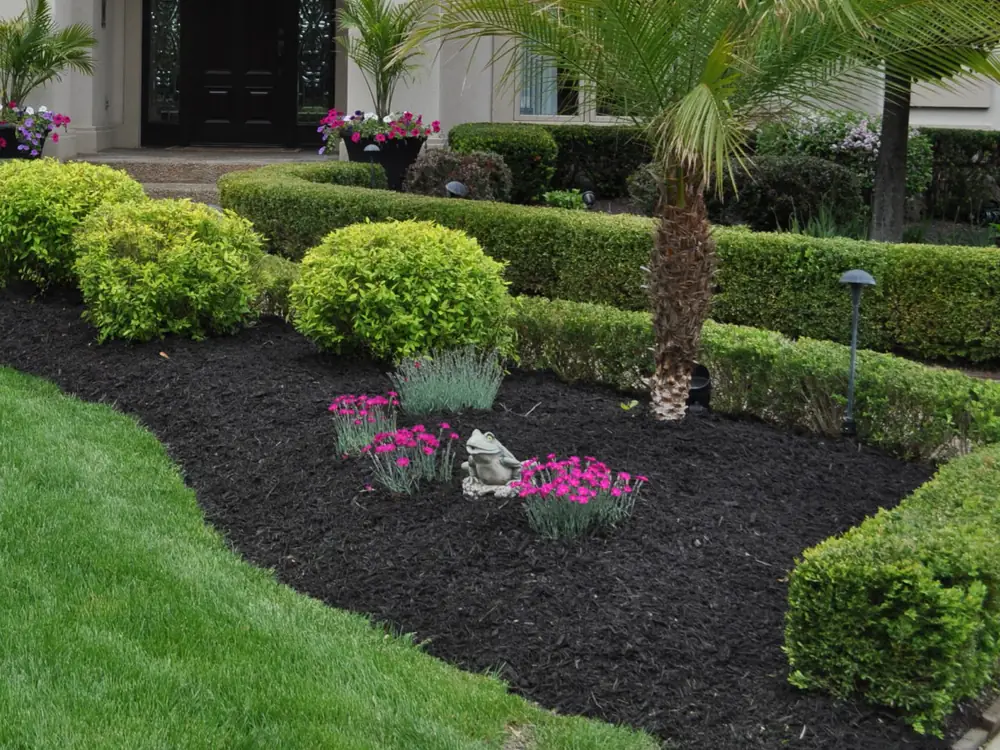 Manicured boxwood, palm and pink dianthus set in freshly spread black mulch — pine straw and mulch installation for Gulf Breeze, FL properties