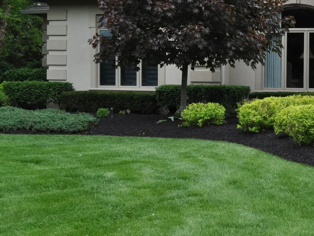Wide bed of dark mulch beneath a maple tree fronting neatly trimmed hedges