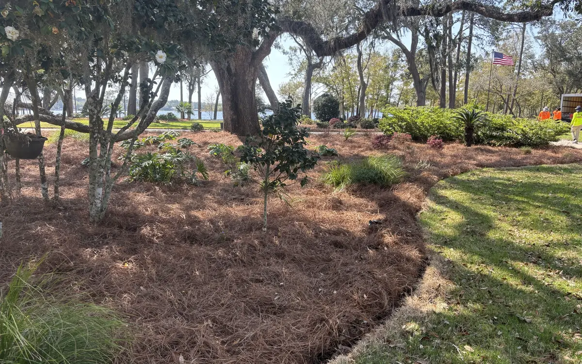 Wide straw beds curving around mossy oaks on a waterfront lawn, crew working beyond