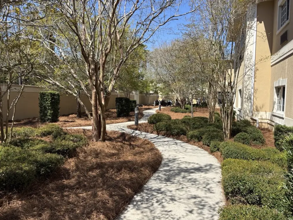 Boxwood balls and bare crape myrtles set in straw beds beside a stucco courtyard
