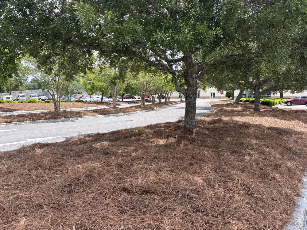 One live oak centred in a wide commercial island covered end to end in straw