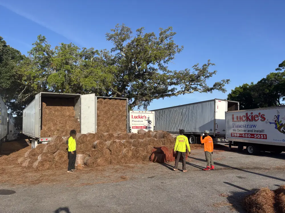 Crew loading round pine straw bales from a trailer into branded box trucks