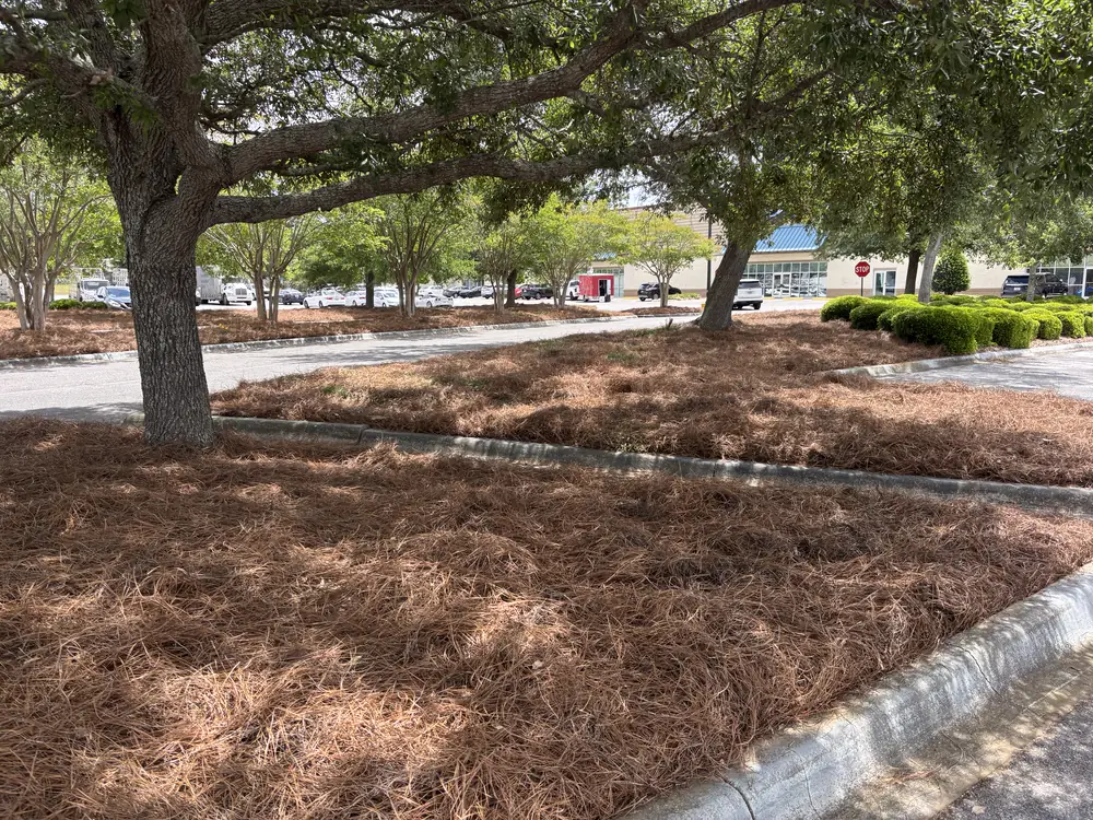 Curbed parking islands blanketed in straw beneath spreading live oaks at a retail center