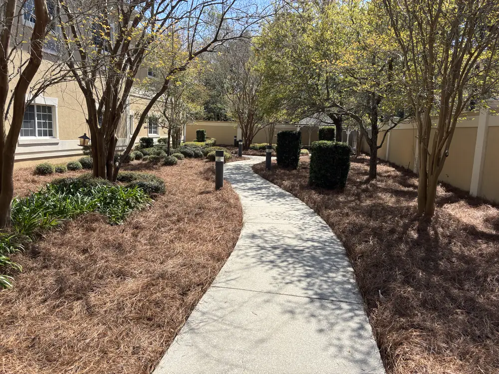 Winding concrete path edged both sides with fresh straw beneath crape myrtles and boxwoods